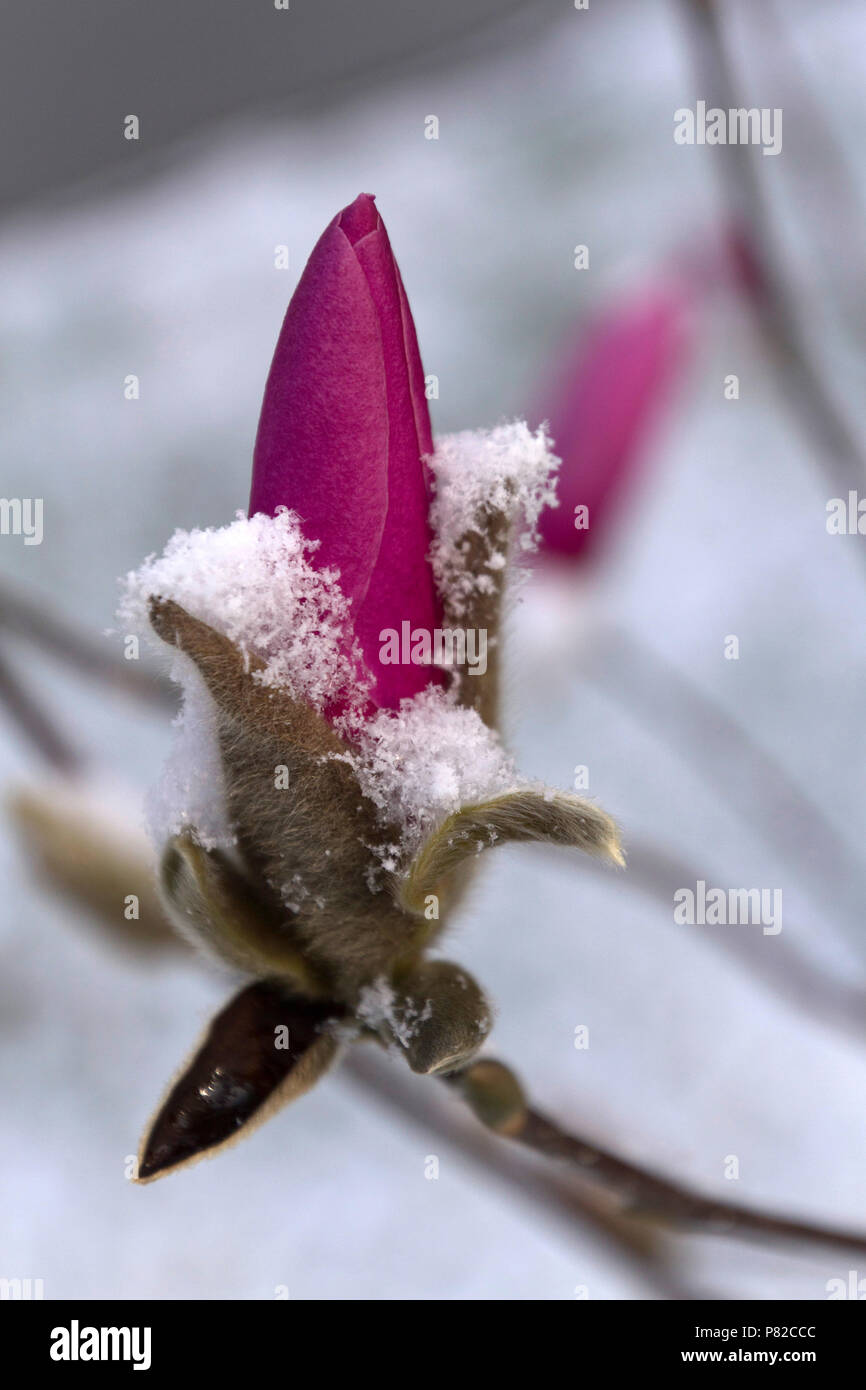 Close up de downy, des bourgeons de fleurs roses qui sont étroitement ferlées et recouverts de neige en début du printemps Banque D'Images