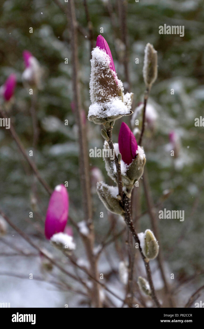 Couleurs vives, des fleurs à longue tige qui sont étroitement ferlées et recouverts de neige en début du printemps Banque D'Images