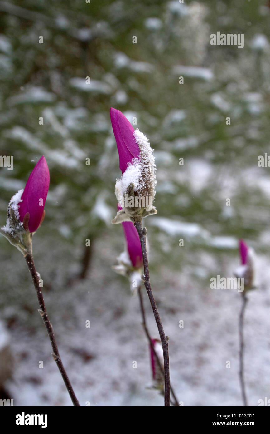 De longues tiges de magenta, coloré avec des fleurs ferlées hermétiquement pétales magenta et bourgeons aux cheveux doucement dans un couvert de neige du début du printemps Banque D'Images
