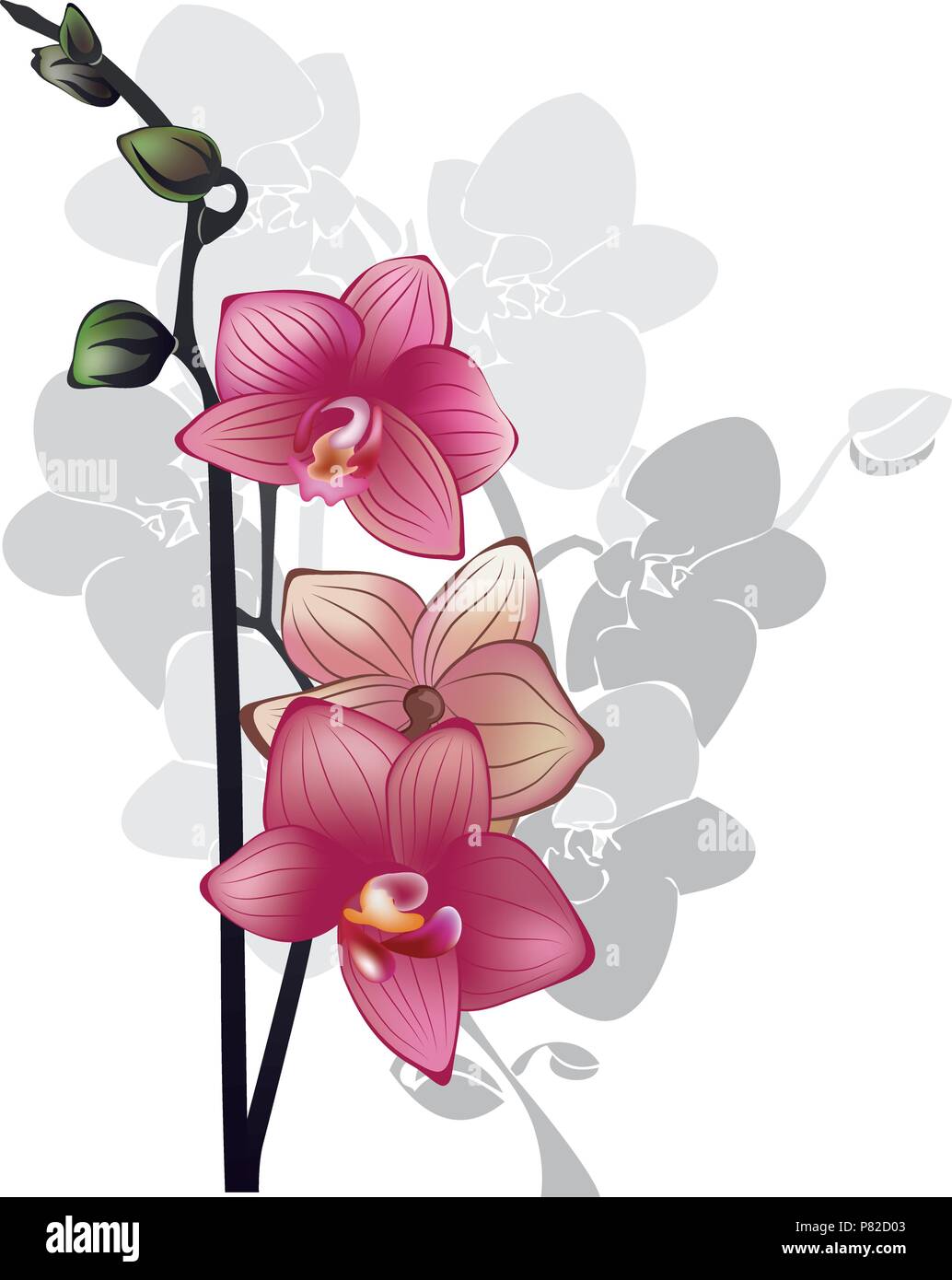 Branche d'orchidées rose sur fond blanc Illustration de Vecteur