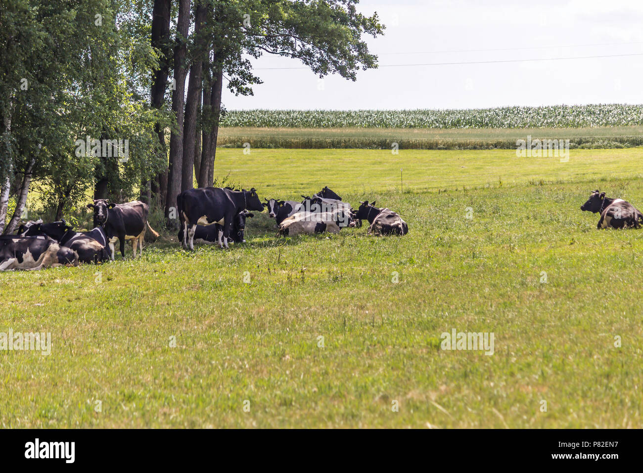 Journée chaude . Les vaches Motley réside dans l'ombre des arbres. Au milieu de l'été. Ferme laitière. Podlasie, Pologne. Banque D'Images