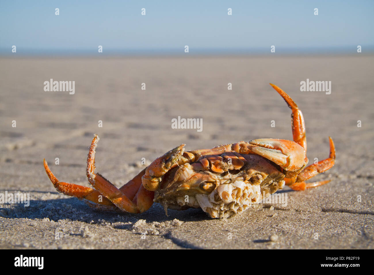 Un crabe mort avec les balanes qui poussent sur elle, couchée à l'envers sur la plage Banque D'Images