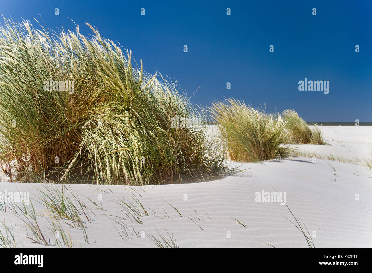 Dunes basses cultivées avec l'ammophile sous un ciel bleu et une immense plage Banque D'Images