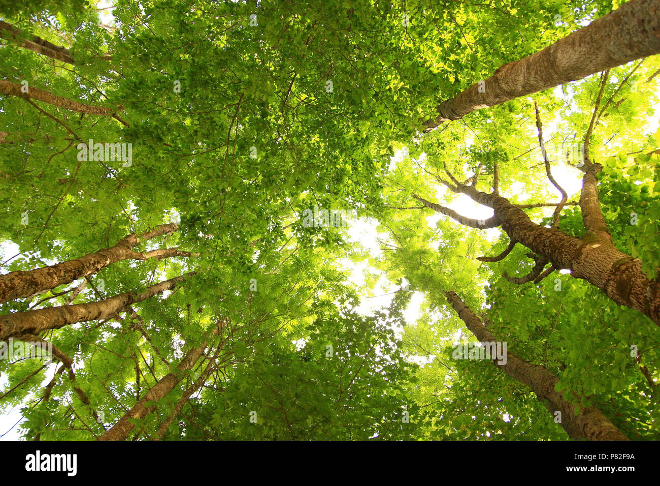 Vert forêt, vue du sol à la cime des arbres Banque D'Images