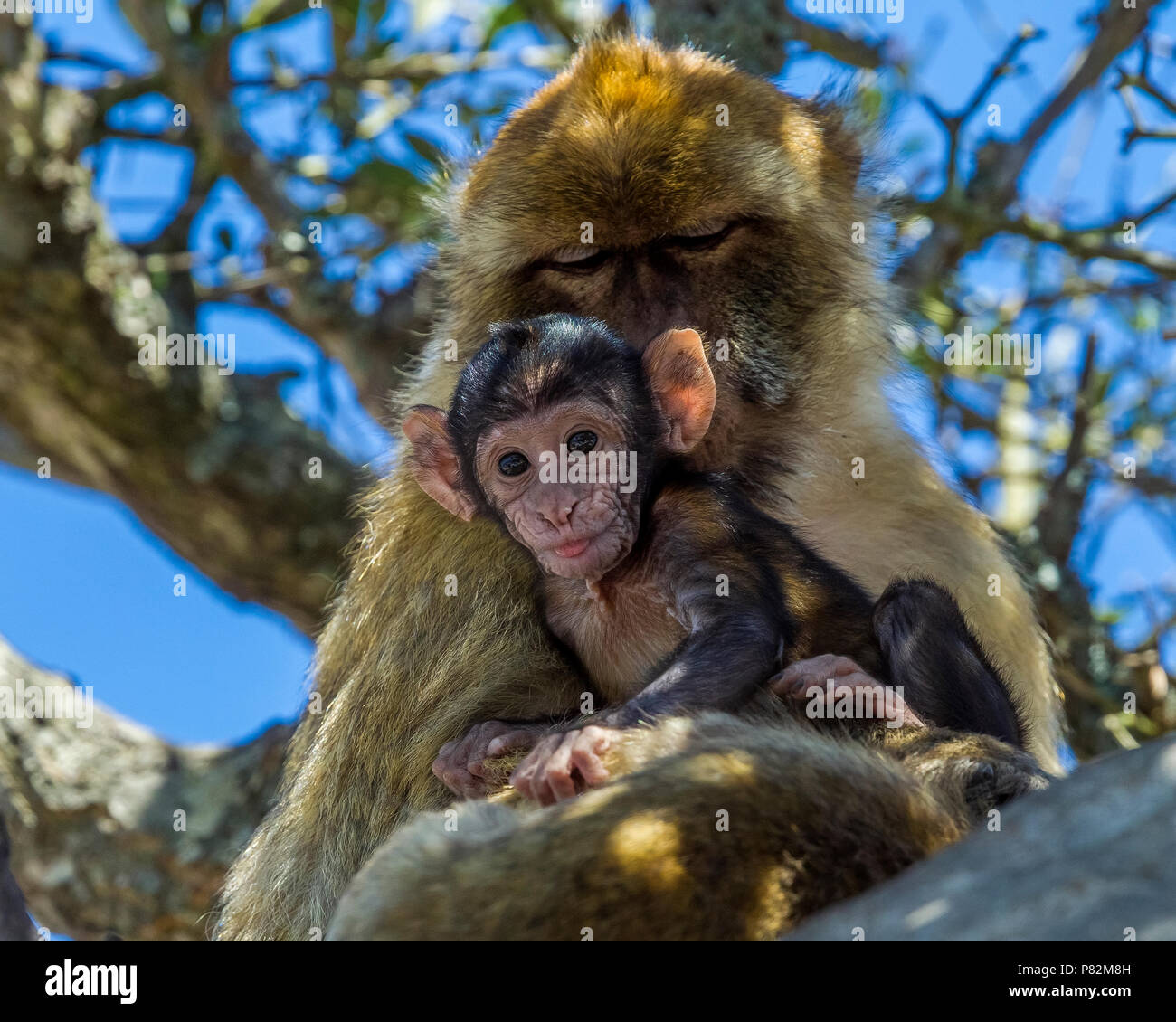 Macaque de barbarie mère & cub psitting en haut du rocher de Gibraltar. Août 2015. Banque D'Images