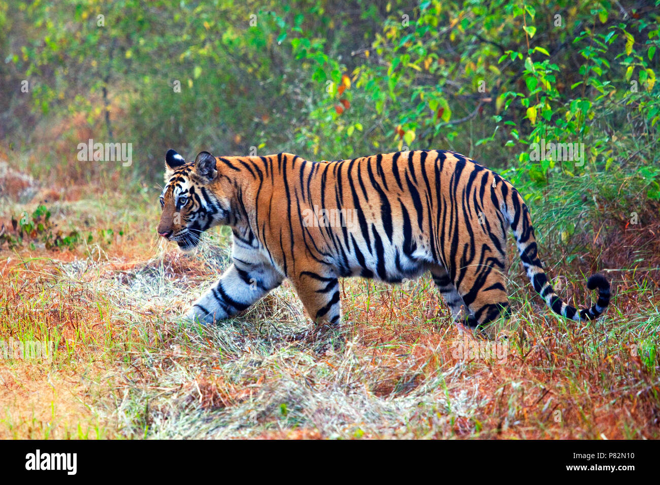 Tigre du Bengale femelle à Bandhavgarh, Inde Banque D'Images