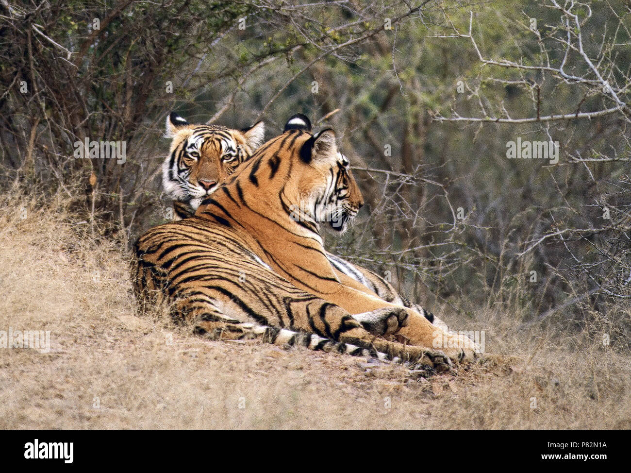 Spelend Bengaalse Tijger twee jongen tigre du Bengale ; deux jeunes jouant Banque D'Images