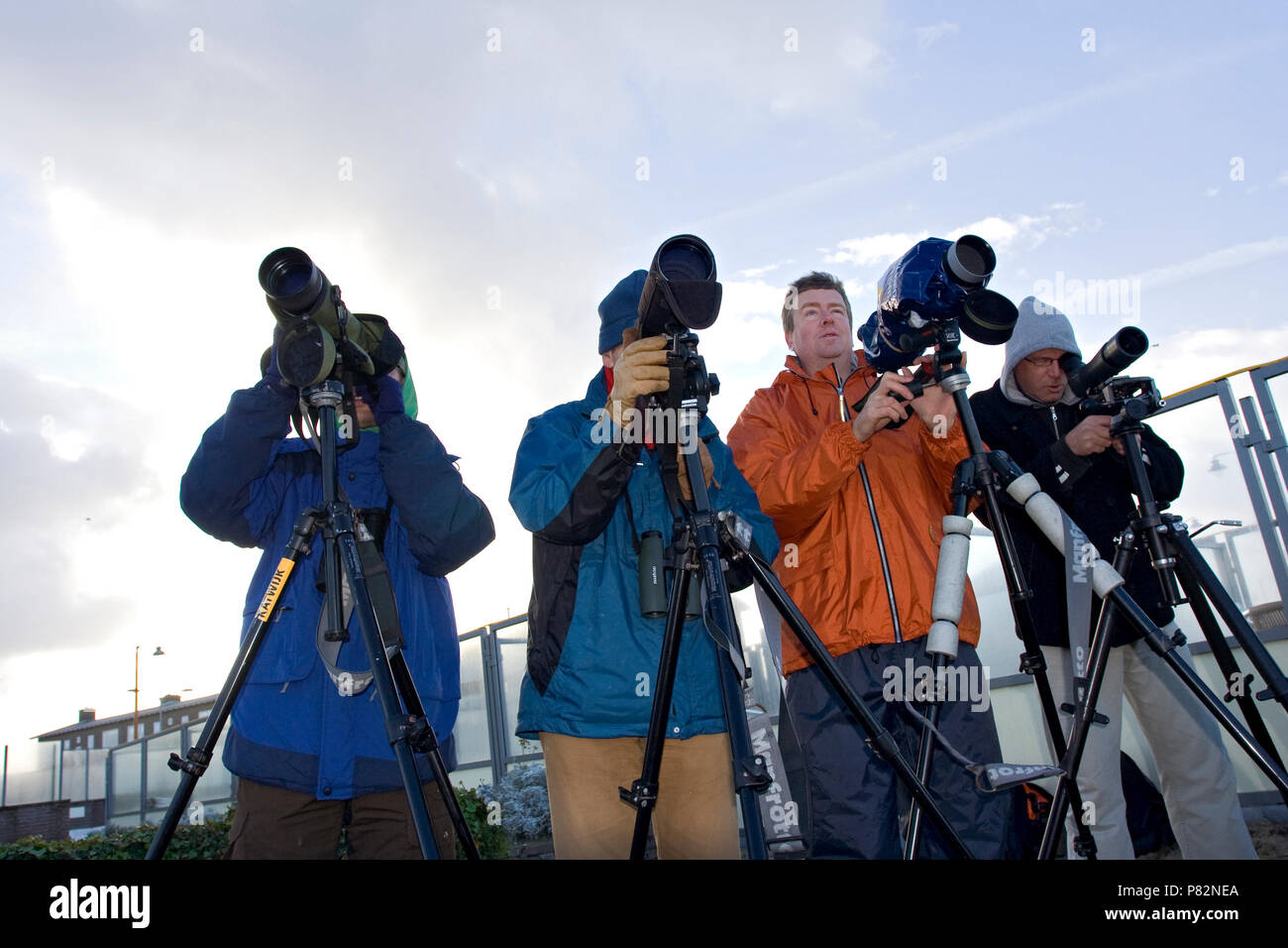 Vogelaar kijken naar zeevogels ; observateur regardant les oiseaux de mer Banque D'Images