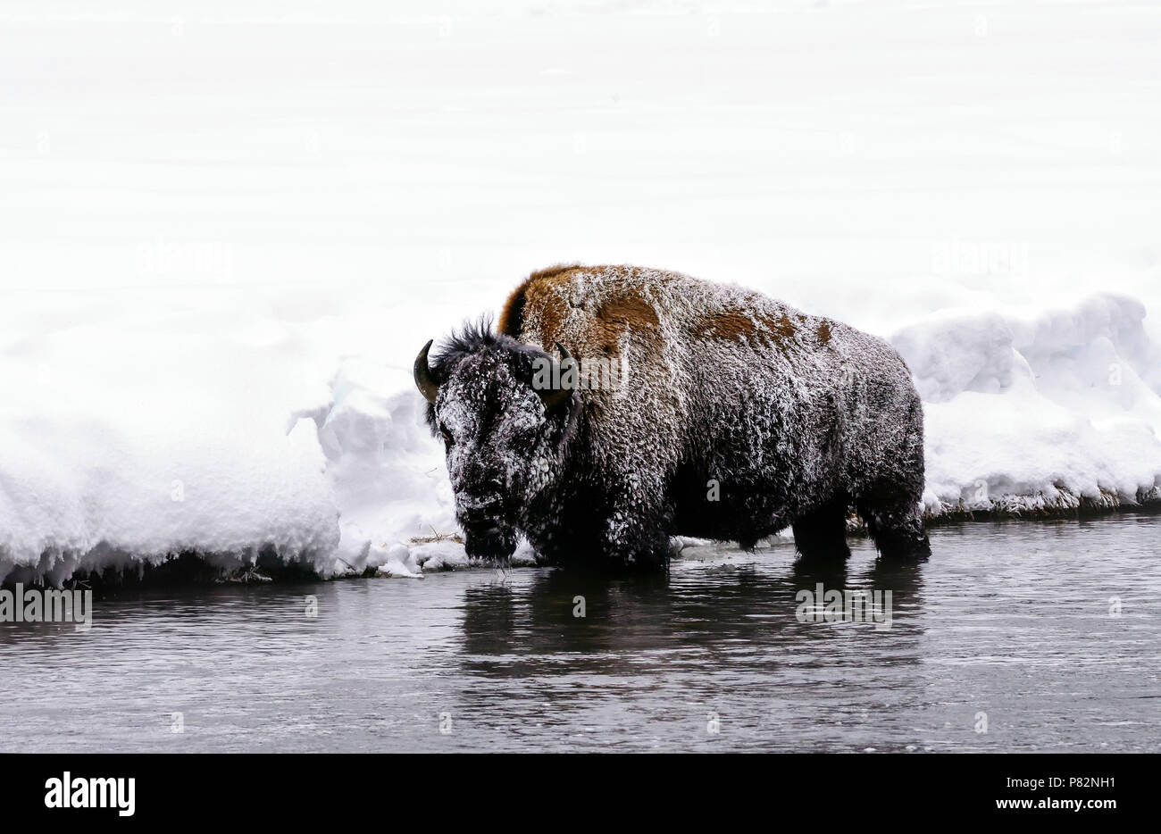 Madison Bison Yellowstone River Banque D'Images