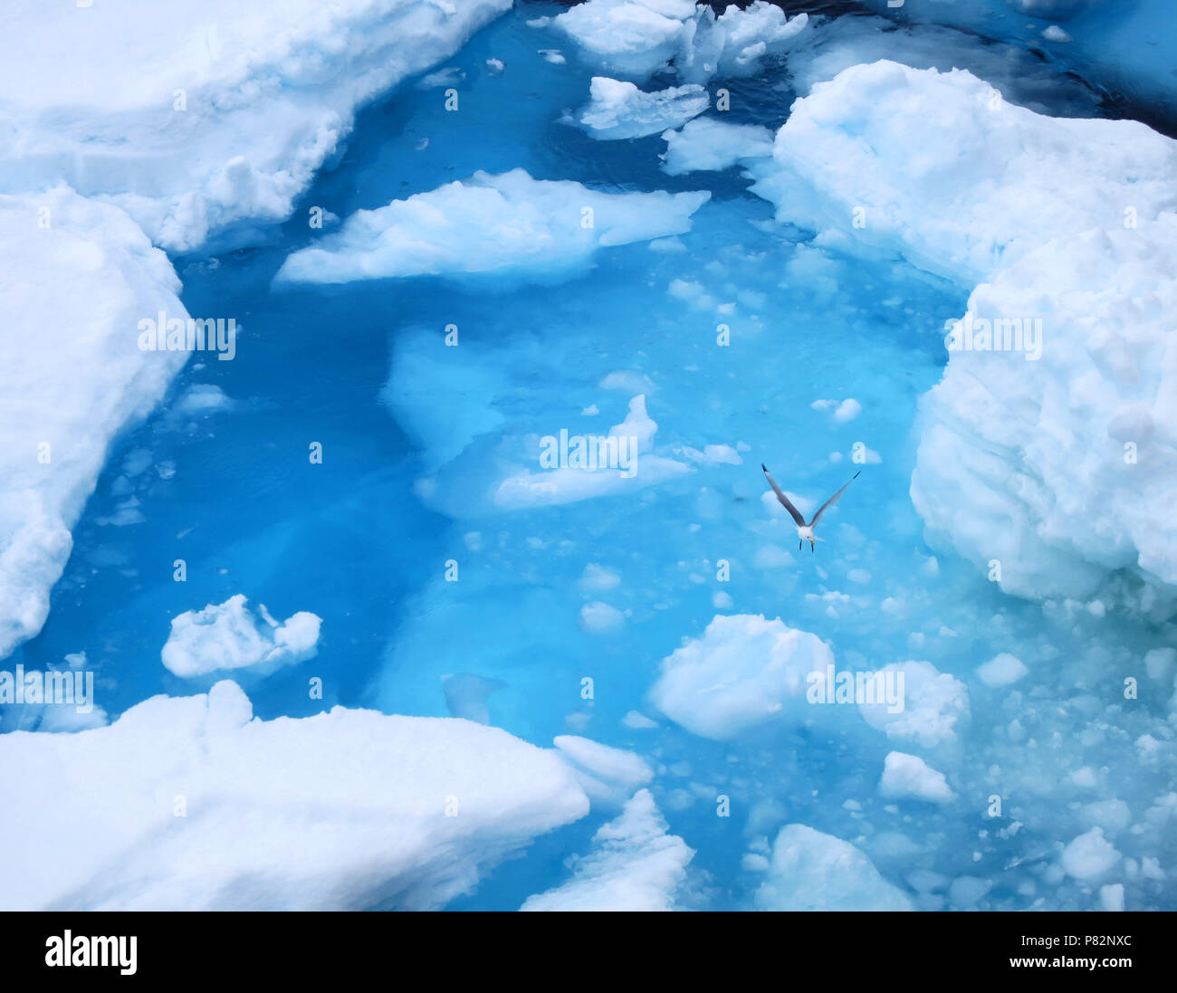 Drieteenmeeuw ijsblauw vliegend boven l'eau, la mouette tridactyle volant au-dessus de l'eau bleu glace Banque D'Images