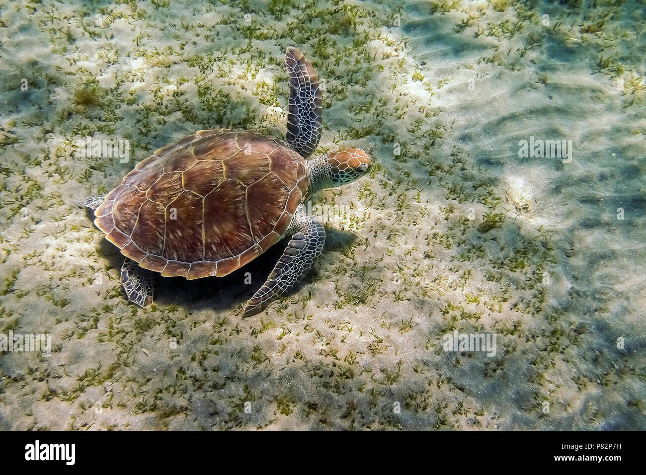 Green Turtle swimming à Shaab Abu Dabab Bay, Port Ghalib, côte de la Mer Rouge. Mai 2014. Banque D'Images