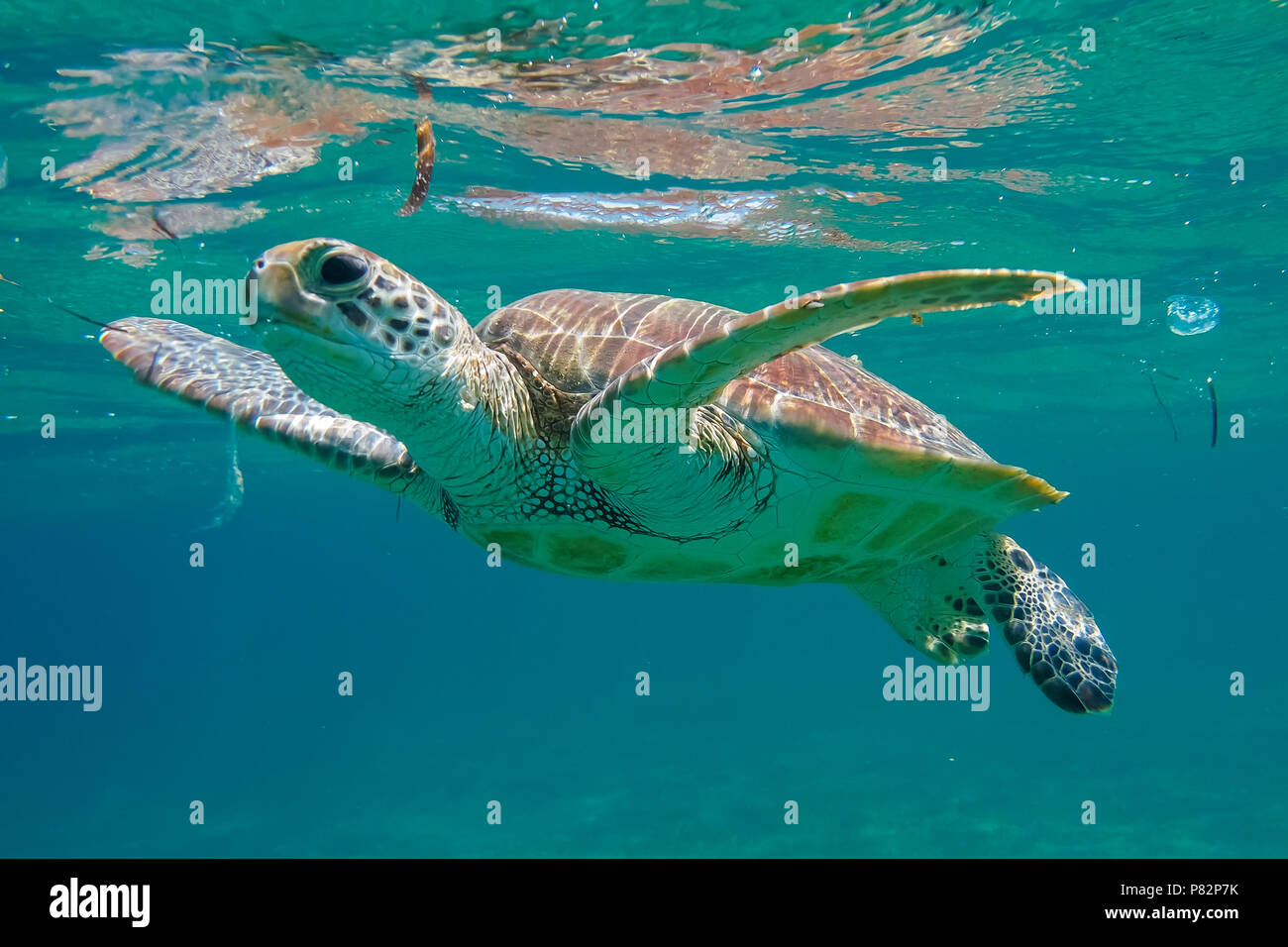 Green Turtle swimming à Shaab Abu Dabab Bay, Port Ghalib, côte de la Mer Rouge. Mai 2014. Banque D'Images