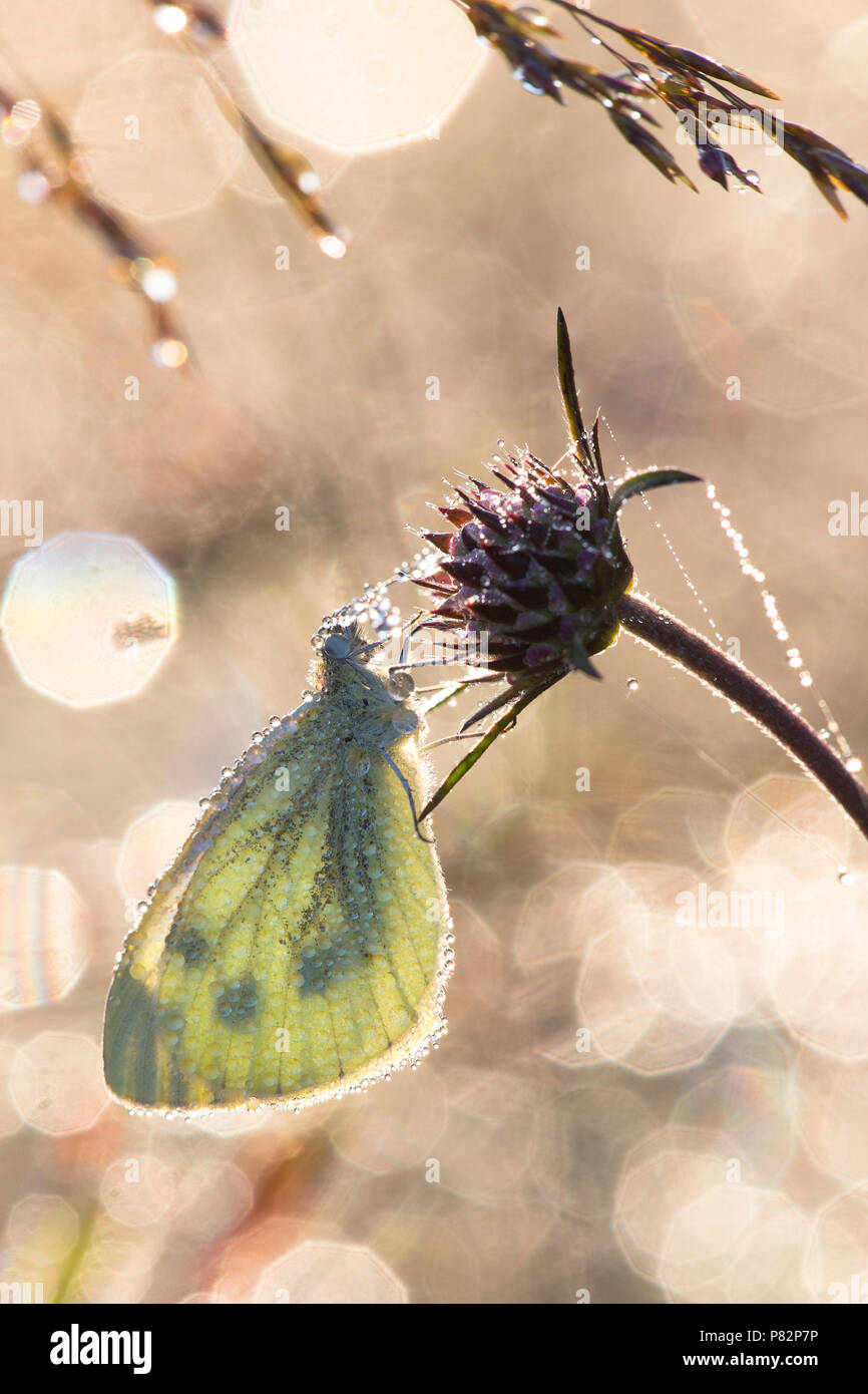 Klein geaderd witje, vert-blanc veiné, Pieris napi Banque D'Images