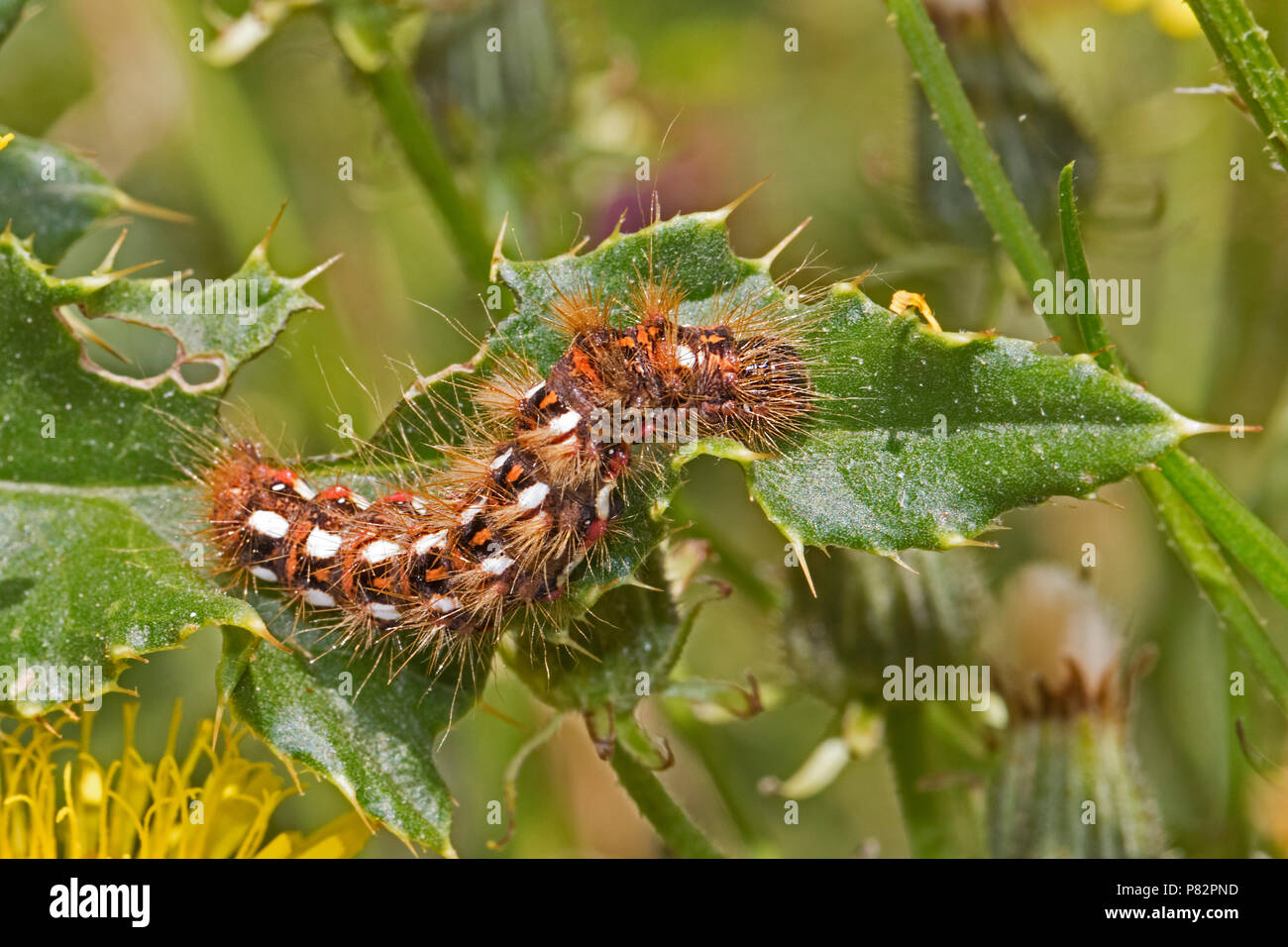 Une espèce d'herbe (caterpillar) rubicis Acronicta Banque D'Images