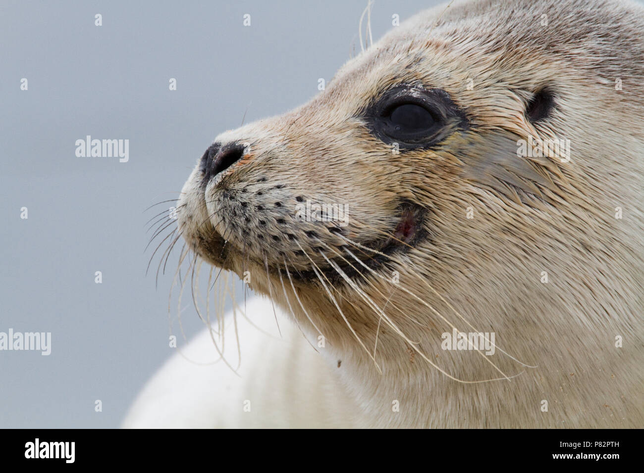 Beeldvullend zeehond and-white ; Harbour Seal close-up Banque D'Images