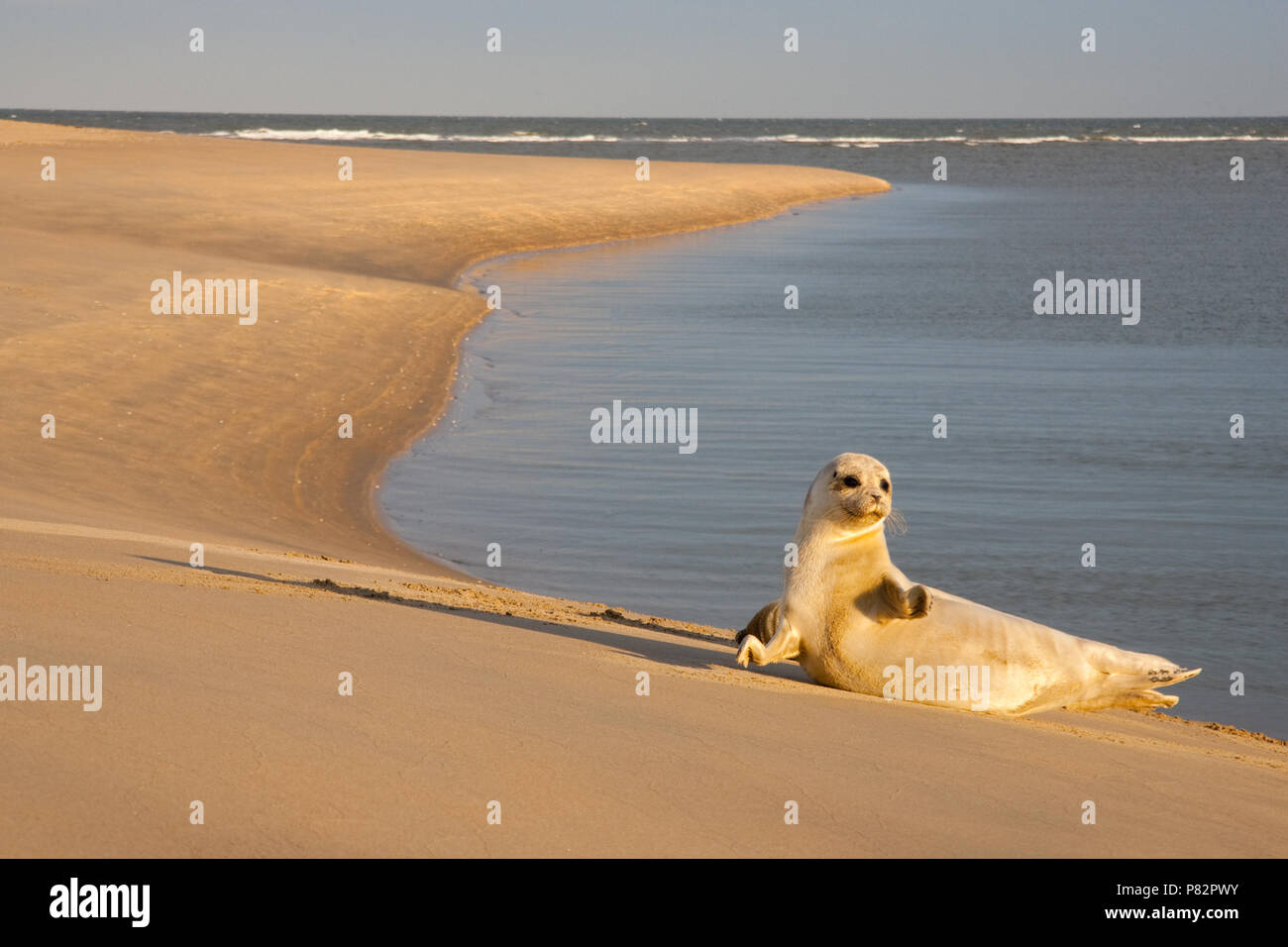 Zeehond and-white op strand ; Harbour Seal on beach Banque D'Images