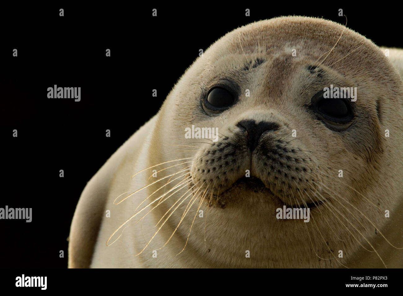 Beeldvullend zeehond and-white kop ; Harbour Seal Head close-up Banque D'Images