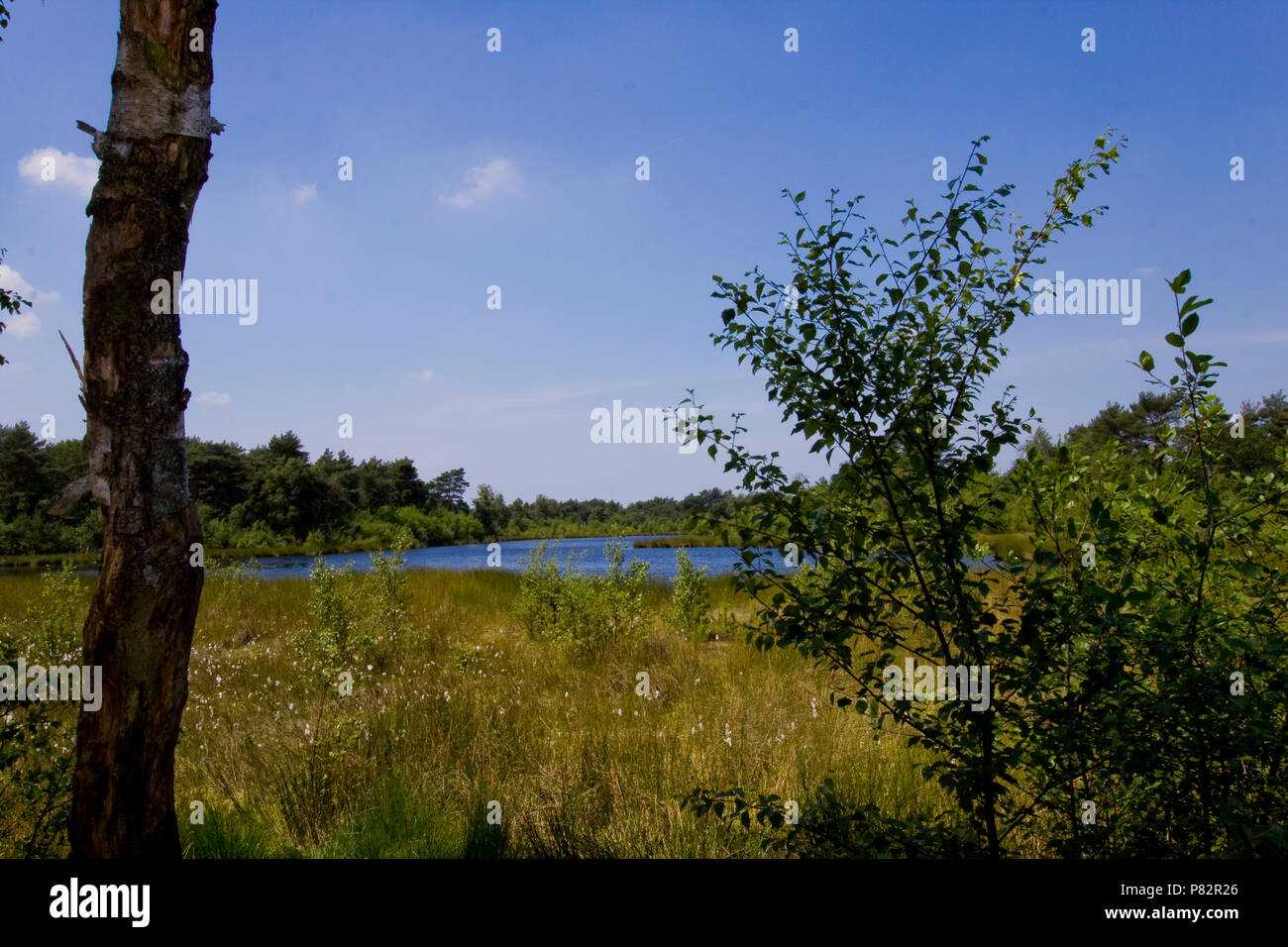 Ven en bos bij Havelte ; Forest lake à Havelte Banque D'Images