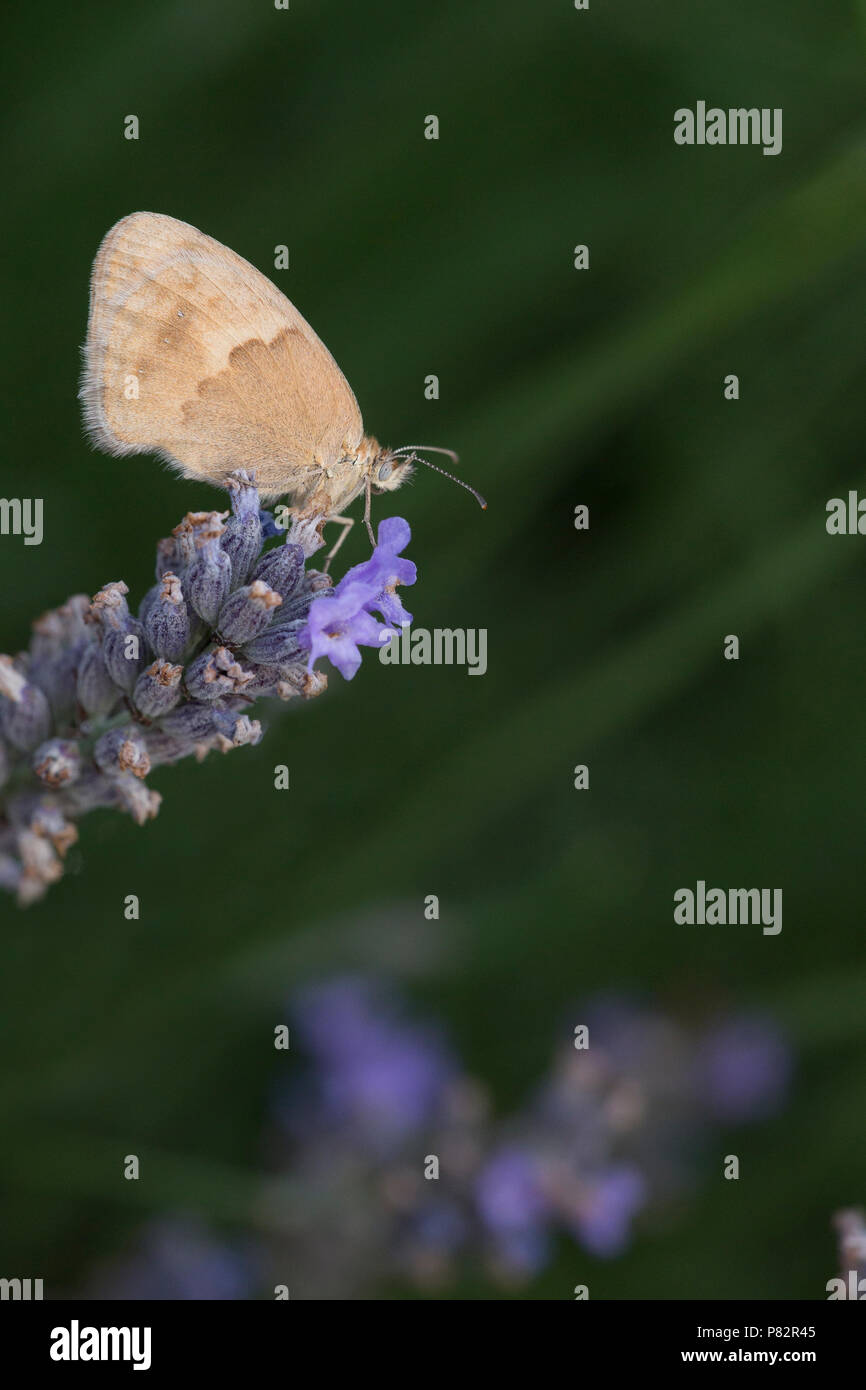 Bruin zandoogje, Meadow Brown, Maniola jurtina Banque D'Images