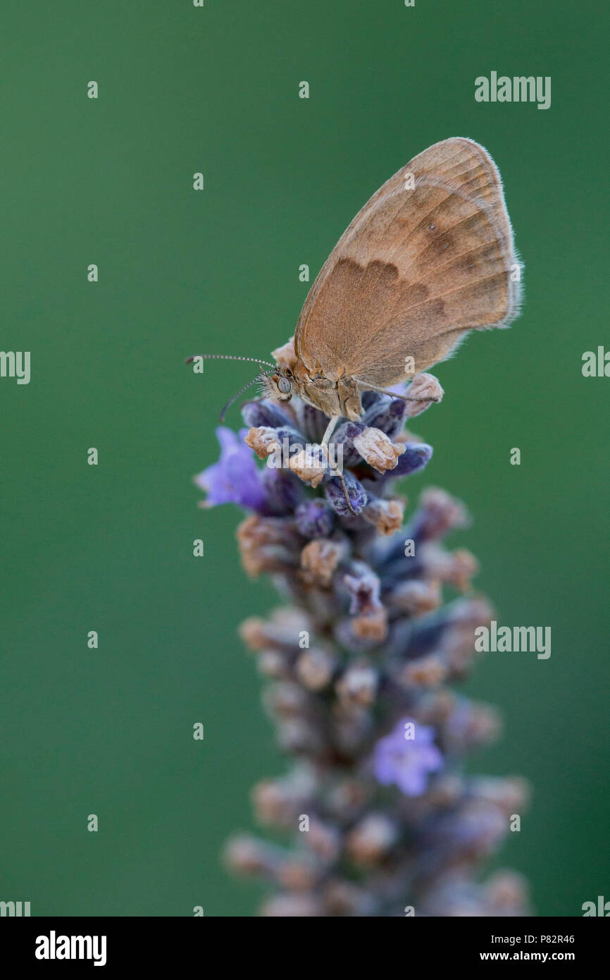 Bruin zandoogje, Meadow Brown, Maniola jurtina Banque D'Images