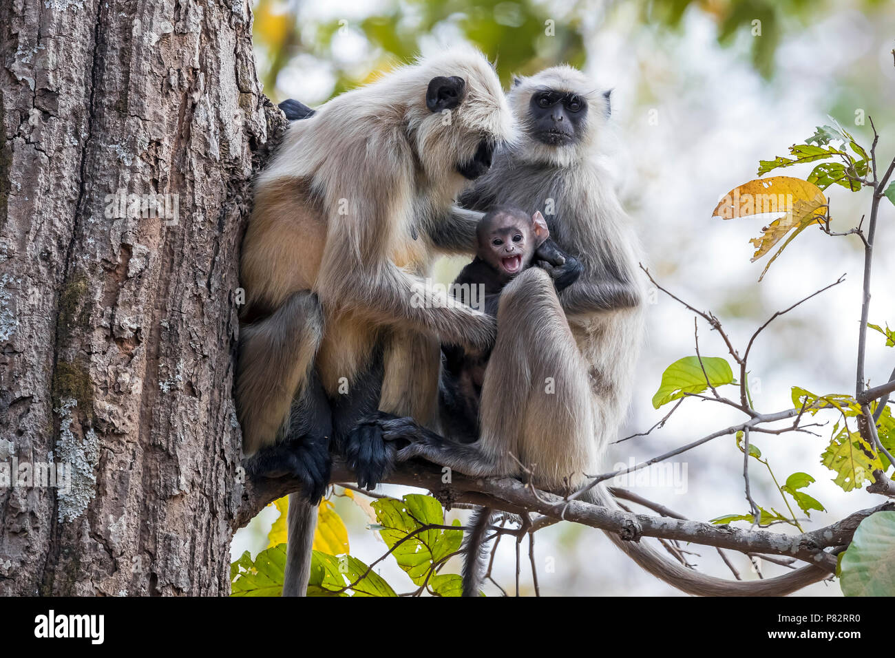Des Plaines du Nord adultes Langurs assis sur un arbre et la protection de la cub à Bandavgarh NP, de l'Inde. Mars 2017. Banque D'Images