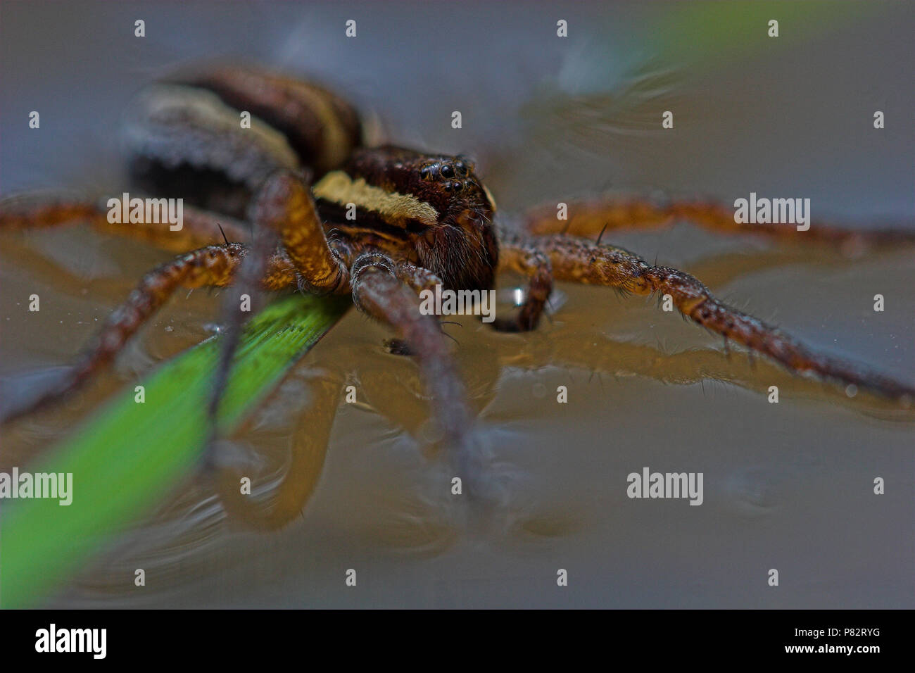 Oeverspin op het water ; spider pêche à la surface Banque D'Images