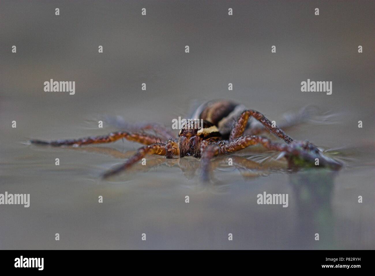 Oeverspin op het water ; spider pêche à la surface Banque D'Images