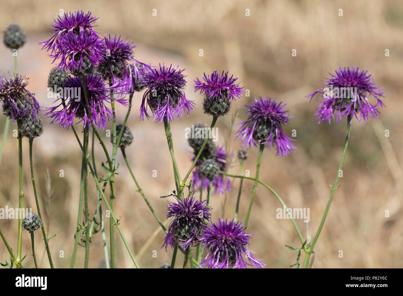 Fleur pourpre chefs du Royaume-Uni plus de fleurs sauvages Centaurea scabiosa centaurée,, au Berry Head,South Devon Banque D'Images Fleur pourpre chefs du Royaume-Uni plus de fleurs sauvages Centaurea scabiosa centaurée,, au Berry Head,South Devon Banque D'Images