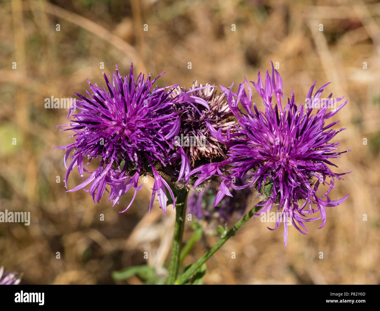 Fleur pourpre chefs du Royaume-Uni plus de fleurs sauvages Centaurea scabiosa centaurée,, au Berry Head,South Devon Banque D'Images Fleur pourpre chefs du Royaume-Uni plus de fleurs sauvages Centaurea scabiosa centaurée,, au Berry Head,South Devon Banque D'Images