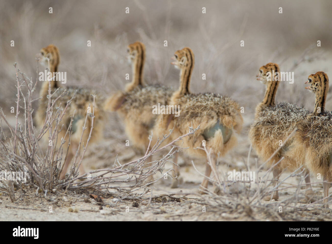Les poussins d'Autruche walking in a row Banque D'Images