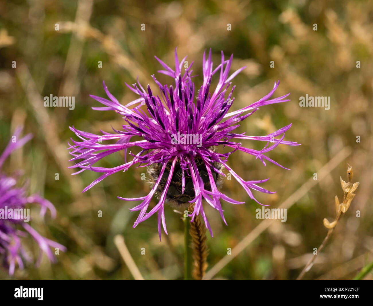 Fleur pourpre chefs du Royaume-Uni plus de fleurs sauvages Centaurea scabiosa centaurée,, au Berry Head,South Devon Banque D'Images Fleur pourpre chefs du Royaume-Uni plus de fleurs sauvages Centaurea scabiosa centaurée,, au Berry Head,South Devon Banque D'Images