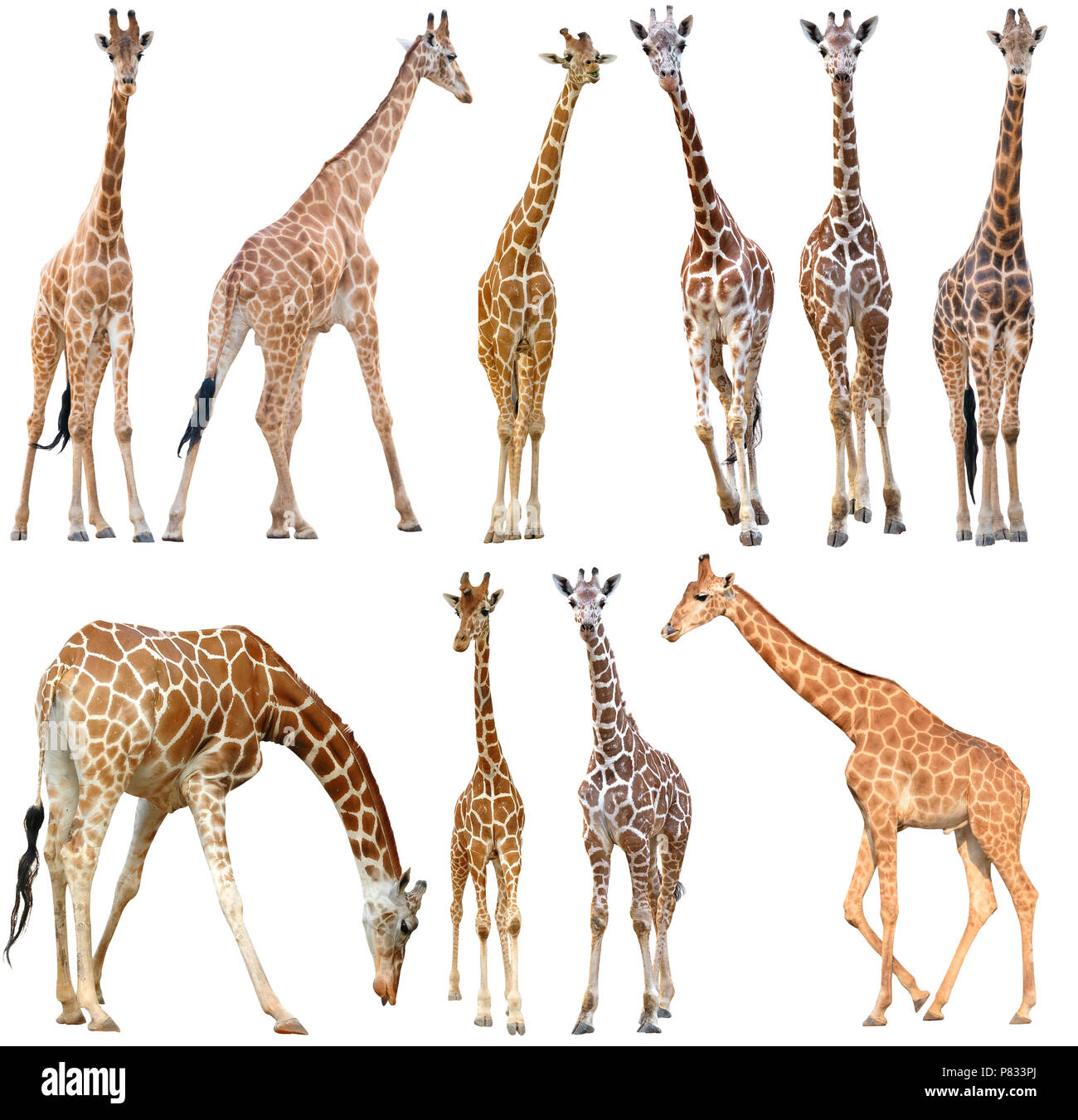 Homme et femme girafe isolé sur fond blanc Banque D'Images