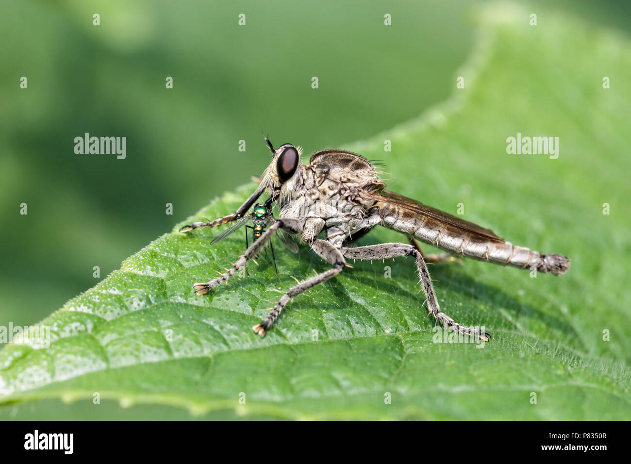 Close up of robber fly fly cannibale ou aussi appelé assassin fly, Dysmachus trigonus, manger sa proie assis sur une feuille verte Banque D'Images