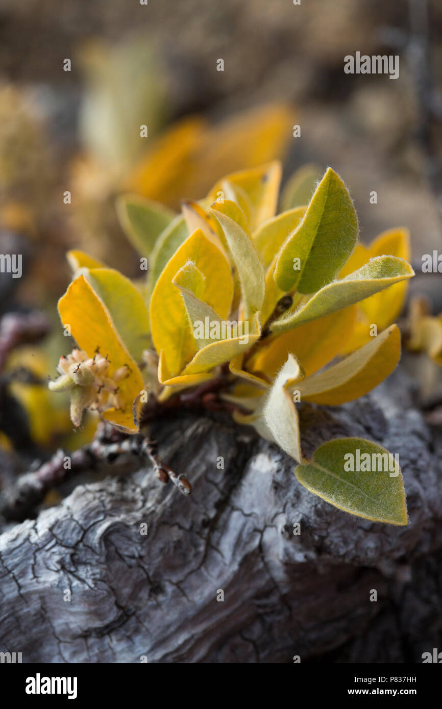 Couleurs automnales, Tasiilaq, Est du Groenland Banque D'Images