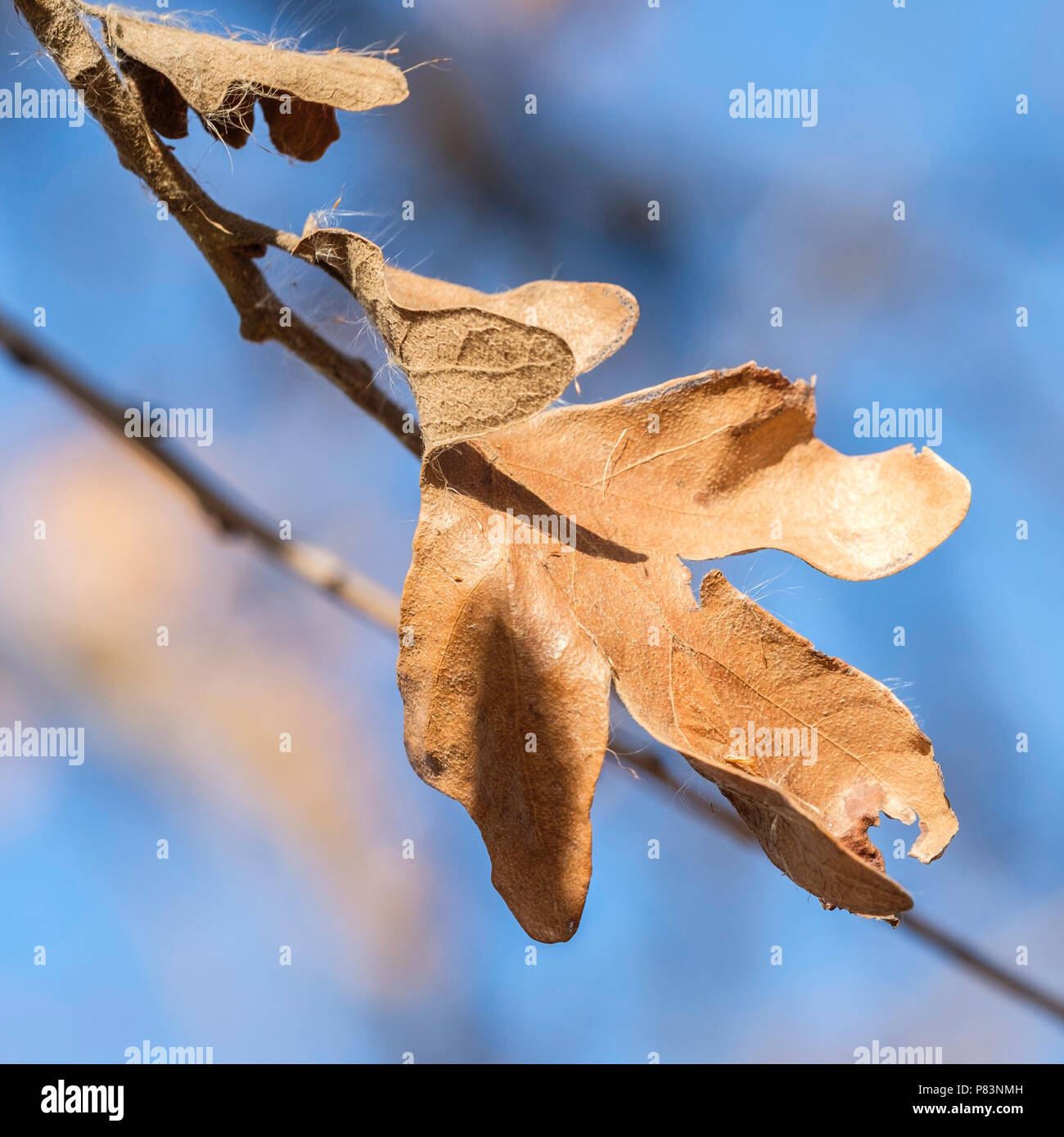 Une feuille de chêne blanc mort, Quercus alba, après plusieurs gels durs s'accrochant encore à une branche. New York, USA. Banque D'Images