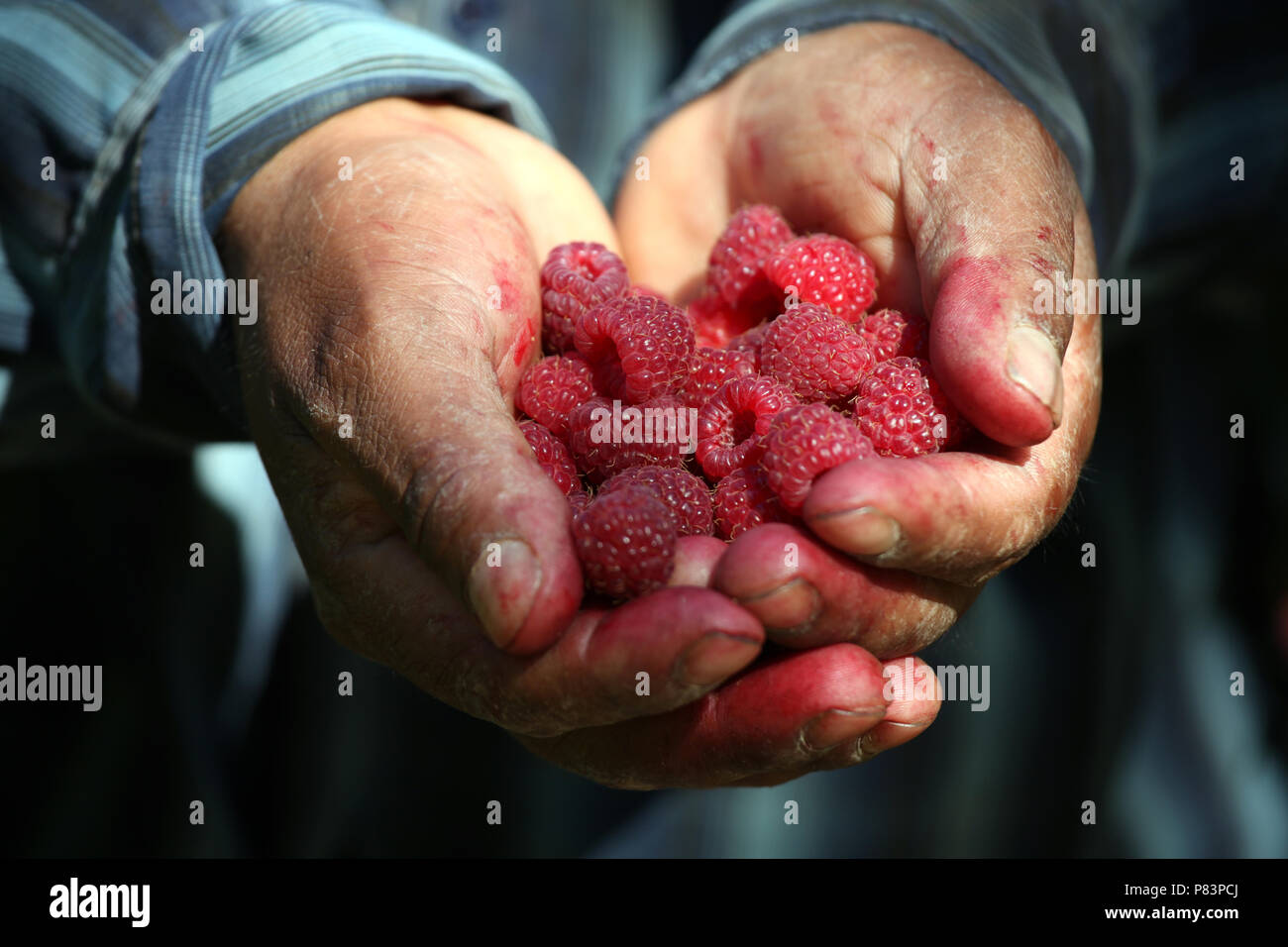 Holding poignée de framboises fraîchement récolté, Oakville, Napa Valley, Californie, USA Banque D'Images