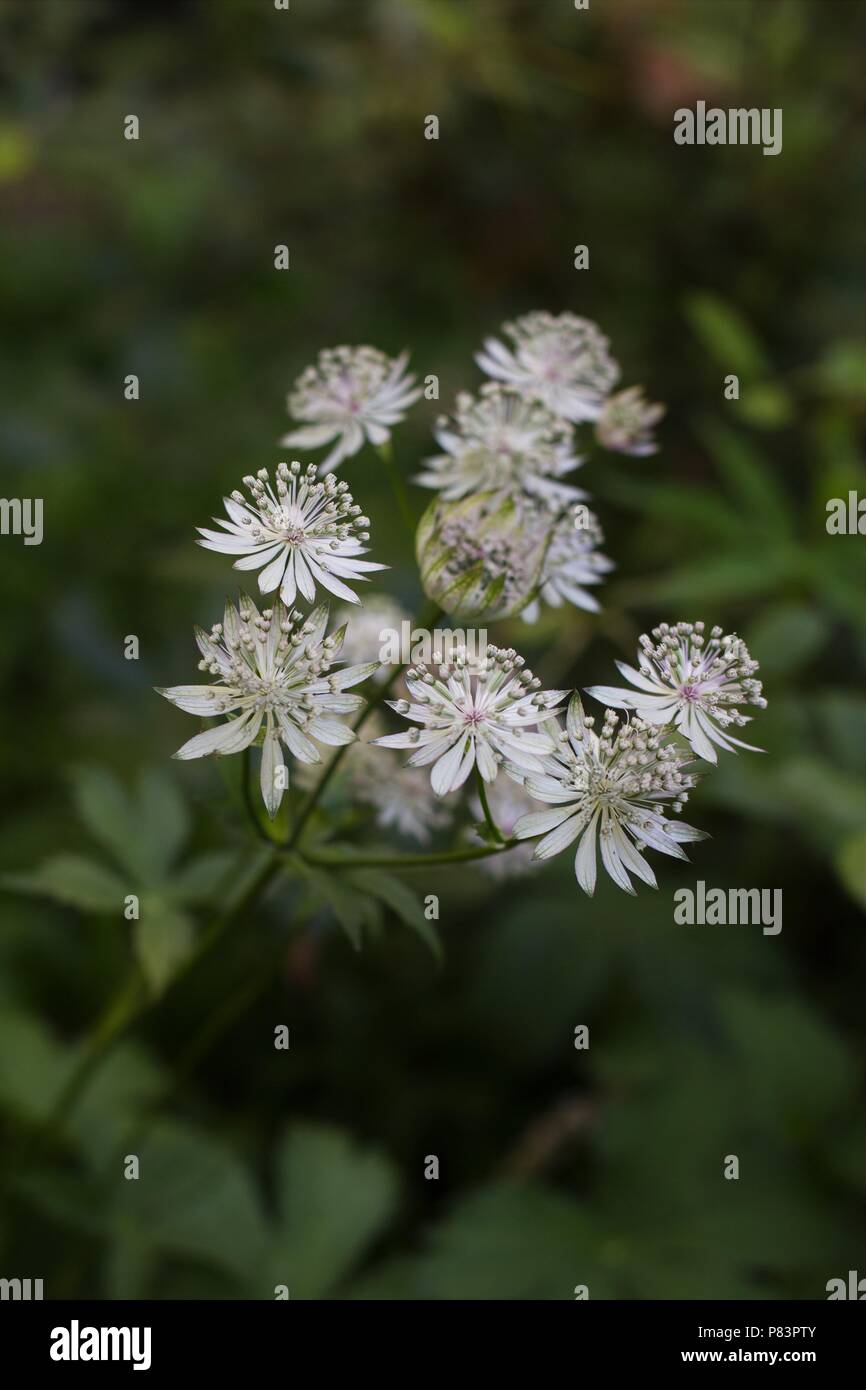 Grand masterwort fleurs. Banque D'Images