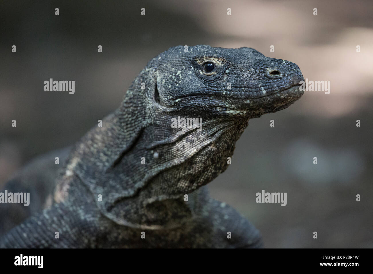 Dragon de Komodo Komodo, Banque D'Images