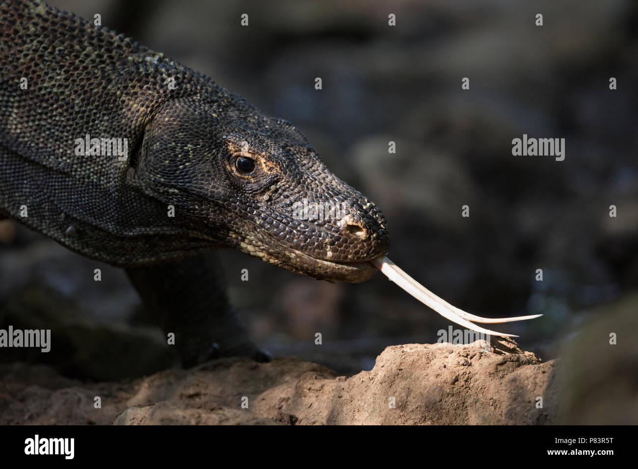 Dragon de Komodo, Close up avec la langue fourchue, le Parc National de Komodo Banque D'Images