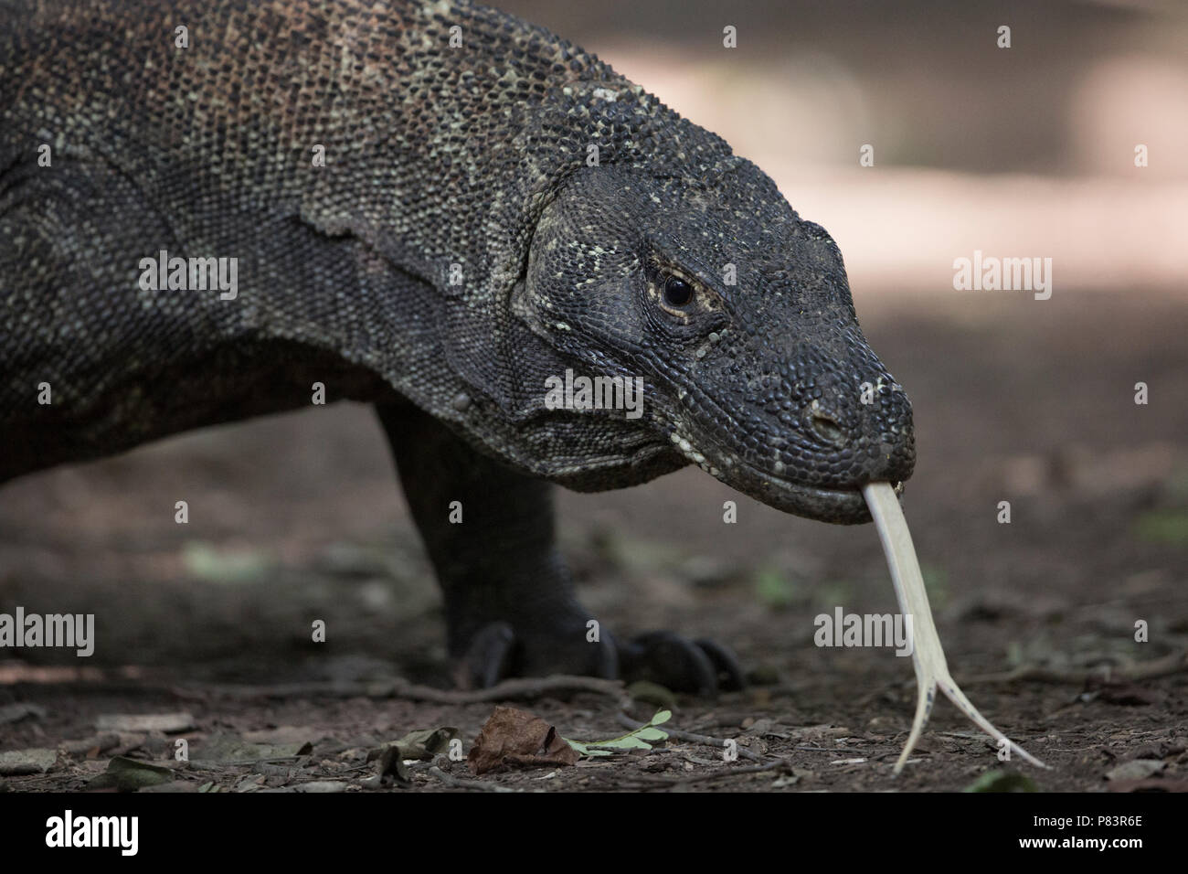 Dragon de Komodo, Close up avec la langue fourchue, le Parc National de Komodo Banque D'Images