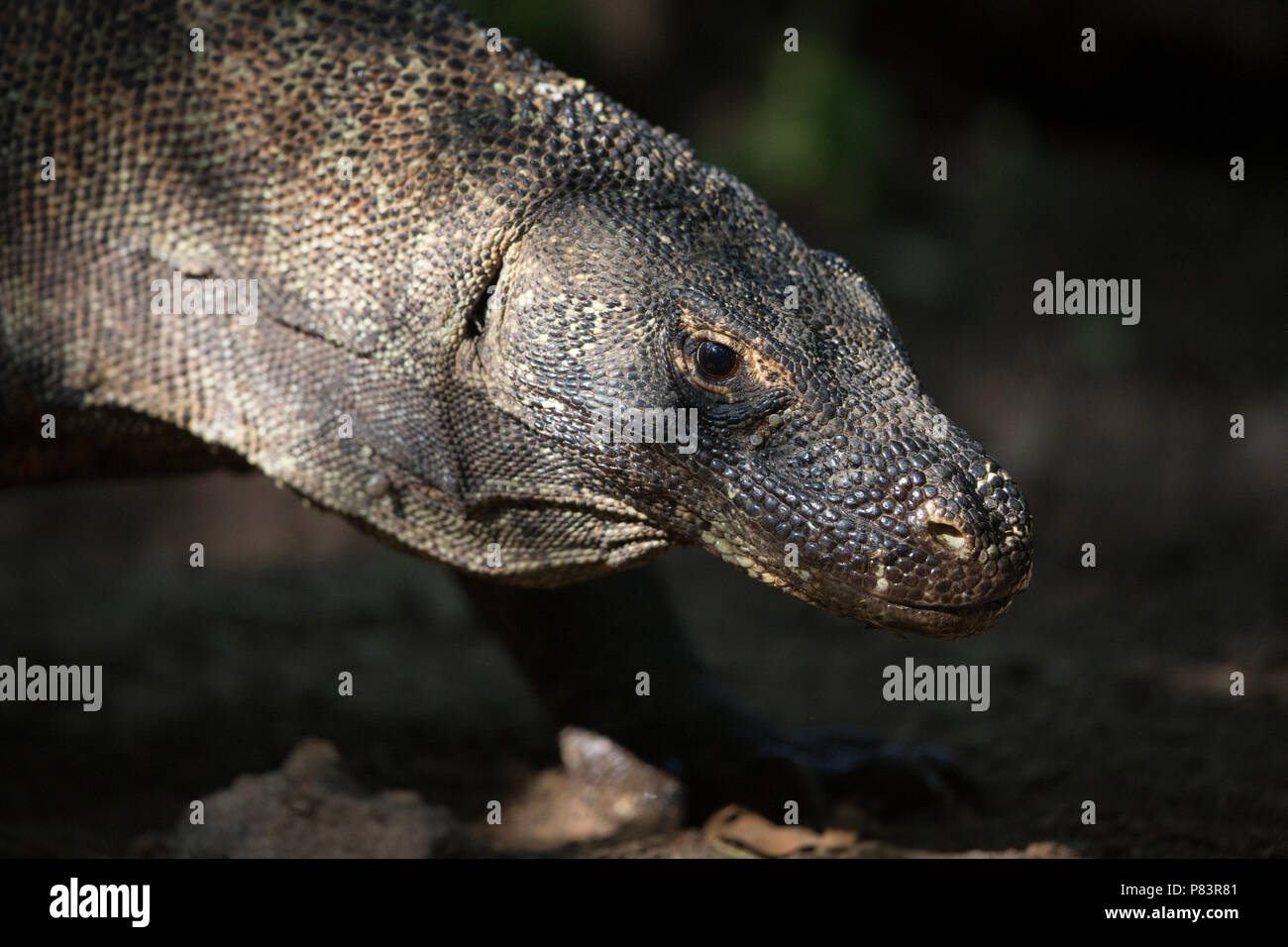 Dragon de Komodo Komodo, Banque D'Images