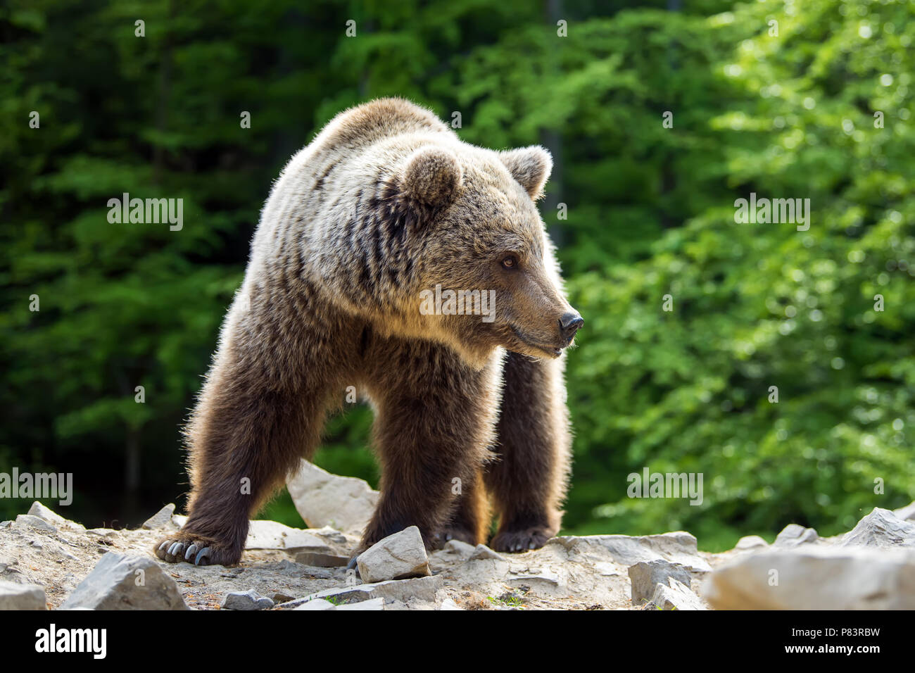 Ours brun européen dans une forêt. Animal sauvage dans la nature habitat Banque D'Images