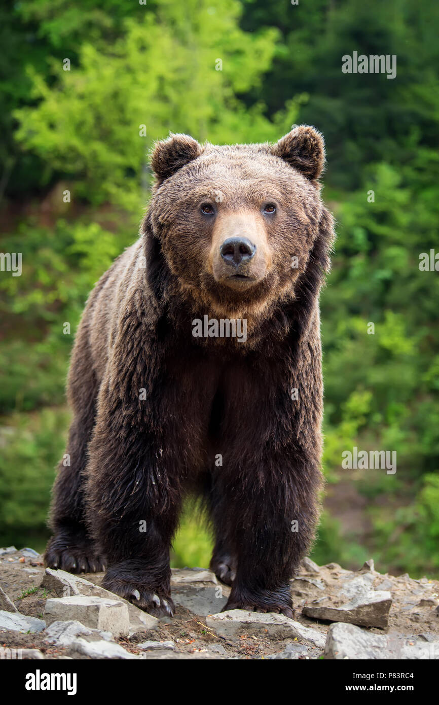 Ours brun européen dans une forêt. Animal sauvage dans la nature habitat Banque D'Images