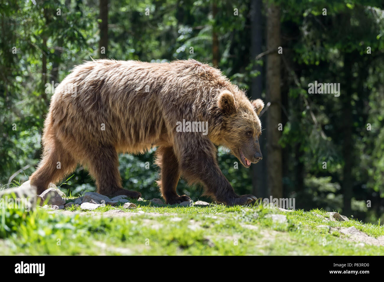 Ours brun européen dans une forêt. Animal sauvage dans la nature habitat Banque D'Images