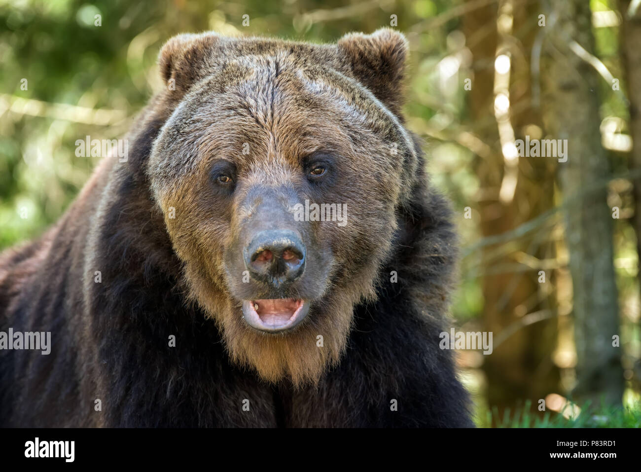 Ours brun européen dans une forêt. Animal sauvage dans la nature habitat Banque D'Images