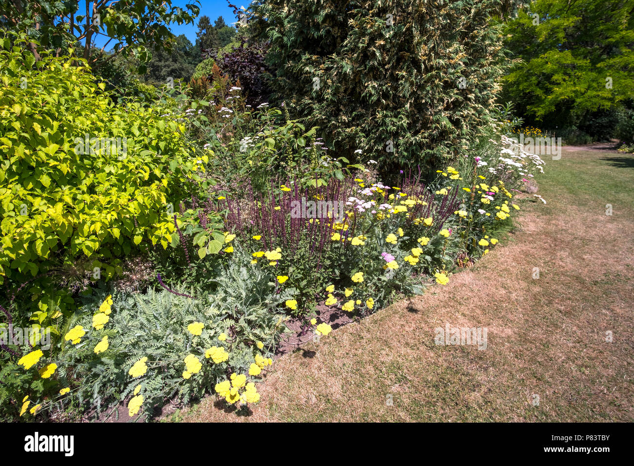 Jardin de fleurs et de la pelouse pendant la canicule de l'été 2018 au Royaume-Uni Banque D'Images