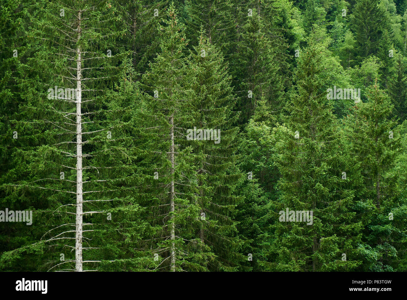 Vert forêt avec sapins et autres arbres Banque D'Images