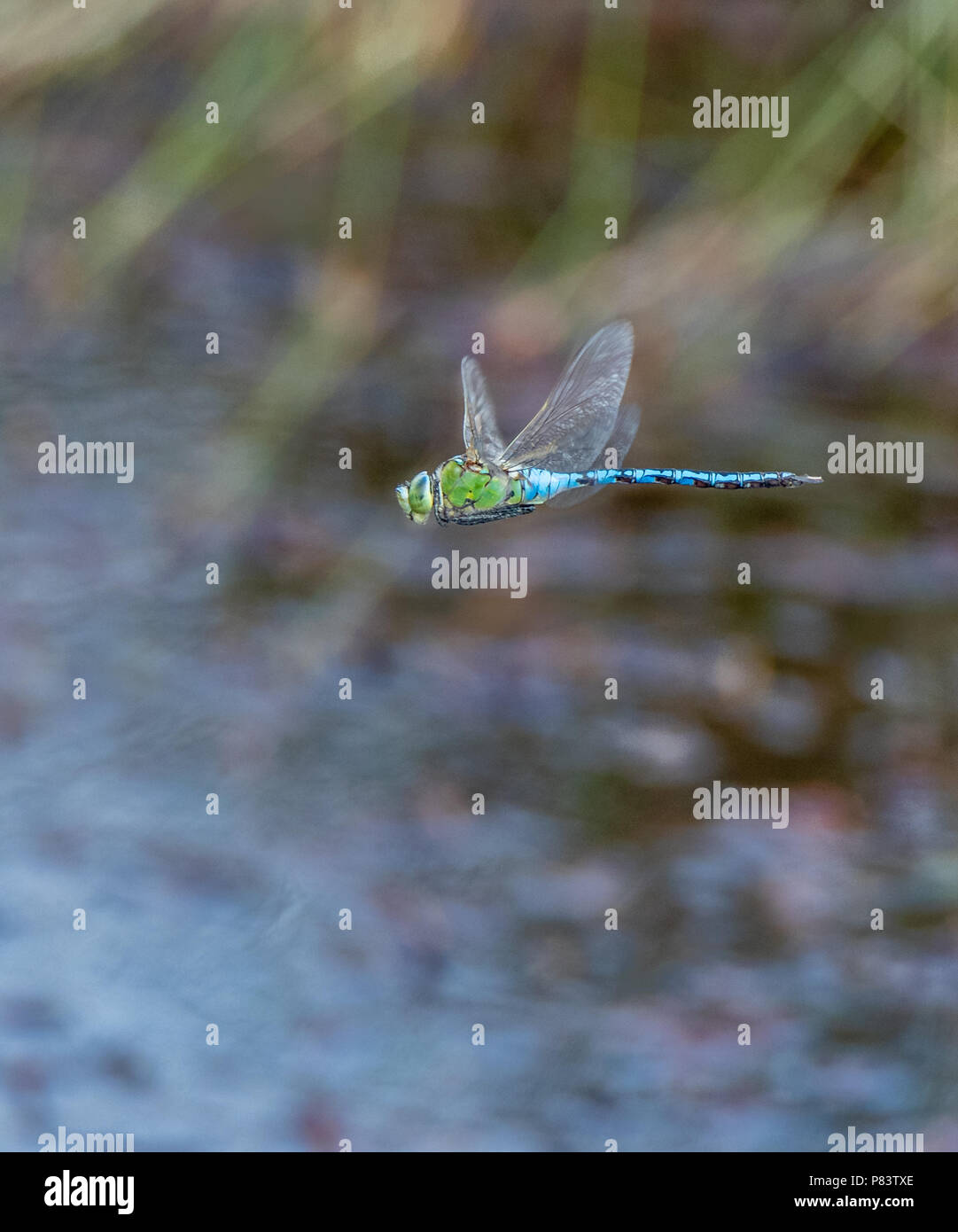 Libellule Anax imperator empereur mâle patrouille dans un petit étang des Landes à Thursley Réserve naturelle commune à Surrey, UK Banque D'Images