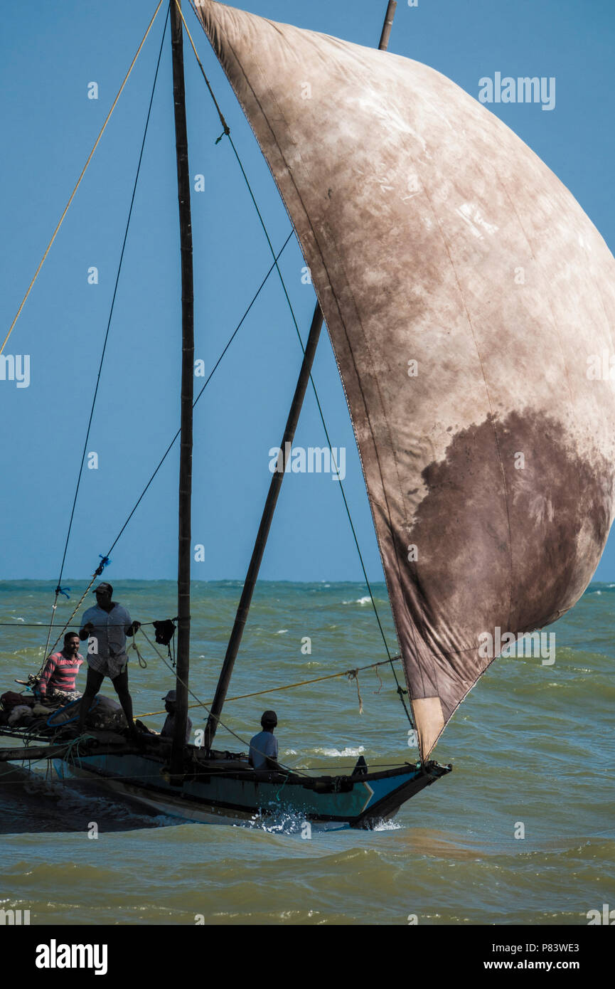 Bateau de pêche à voile Outrigger surf vagues retour à la plage de Negombo, Sri Lanka Banque D'Images