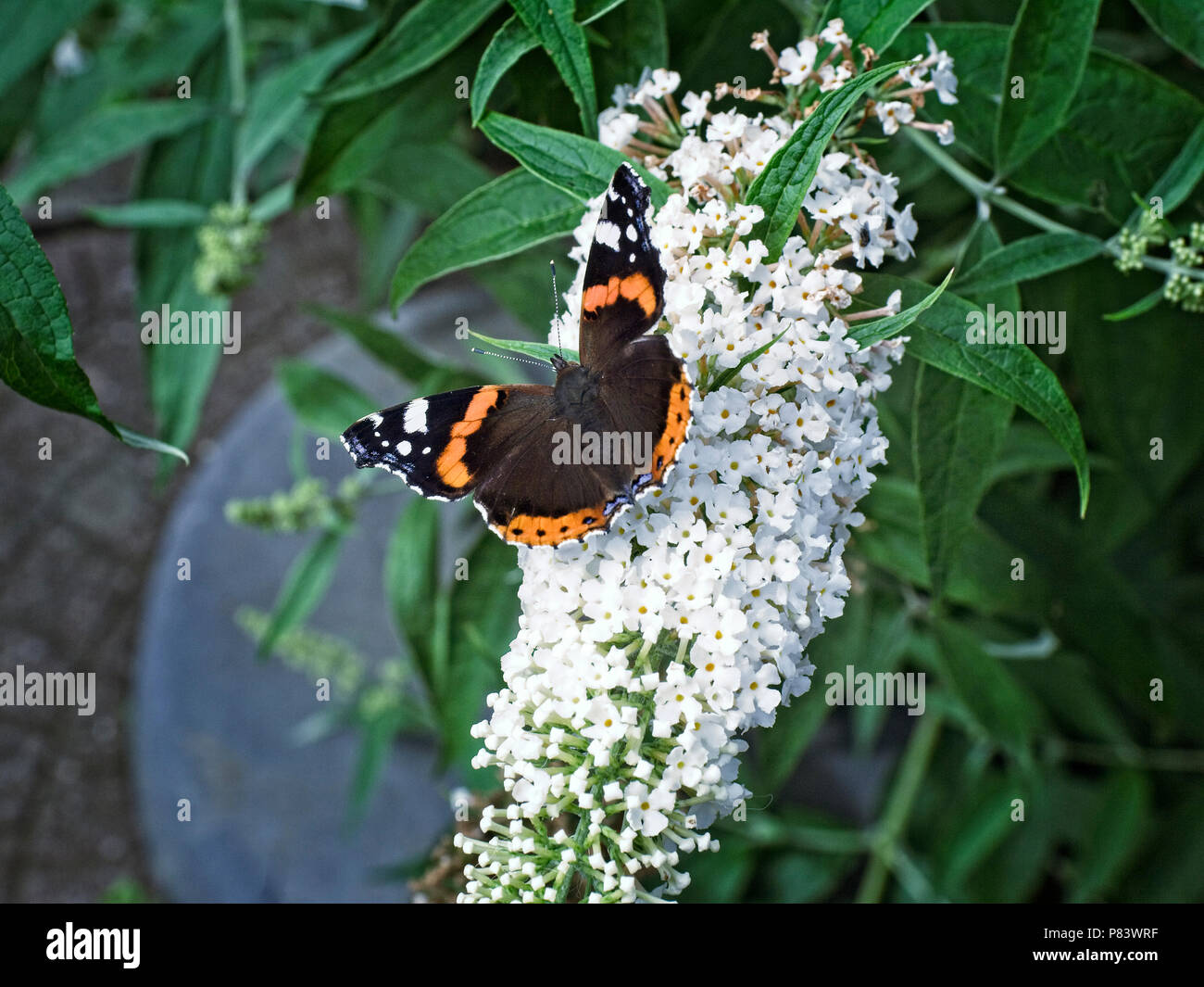 Papillon, l'amiral rouge, sur une fleur de buddleia. Banque D'Images